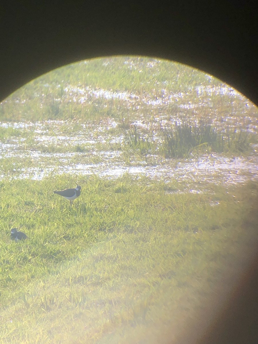 Northern Lapwing - ML620303650