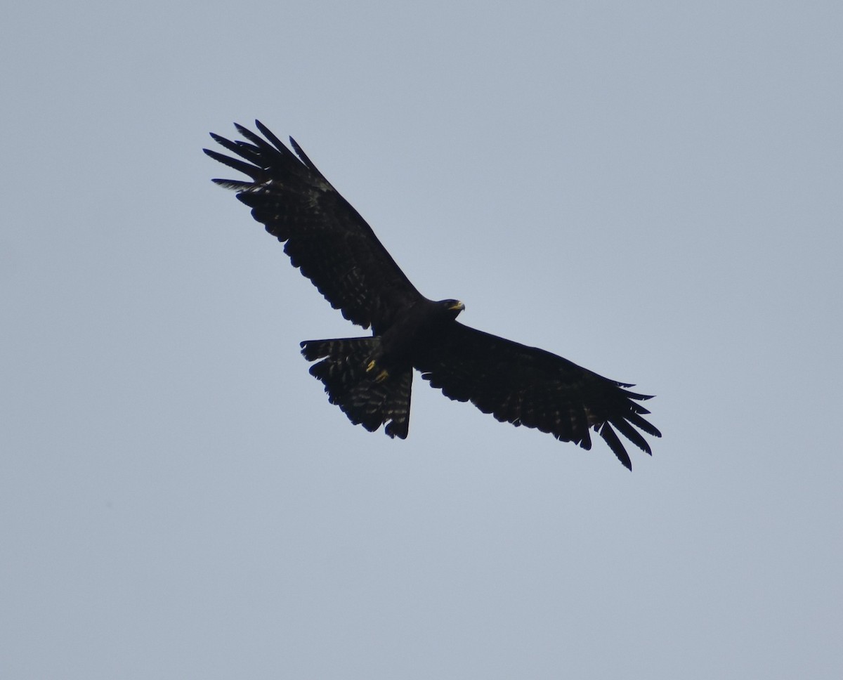 Águila Milana - ML620303651