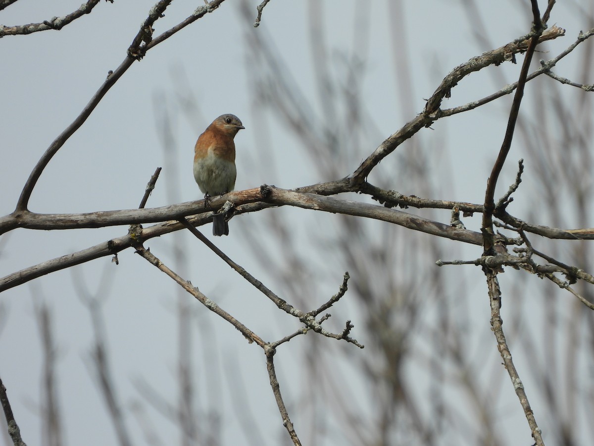 Eastern Bluebird - ML620303657