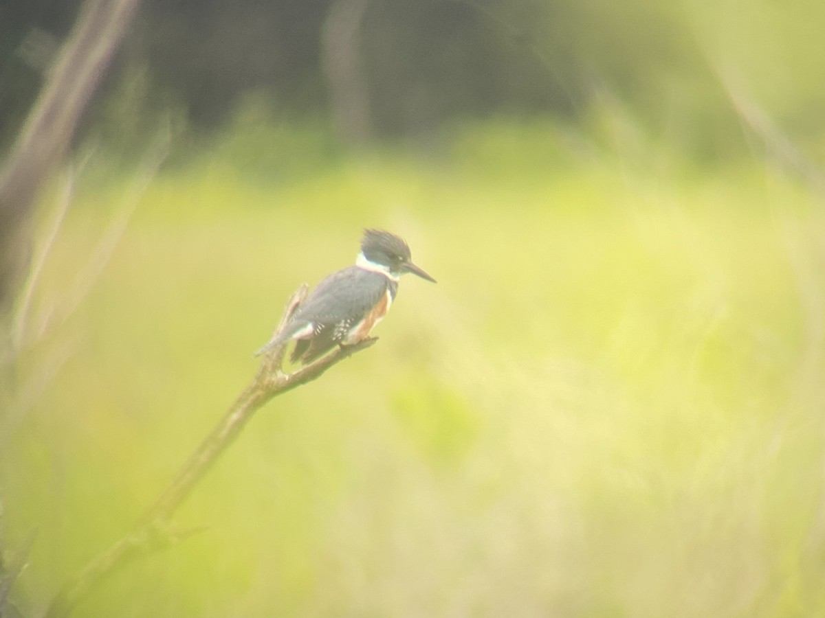 Belted Kingfisher - ML620303662