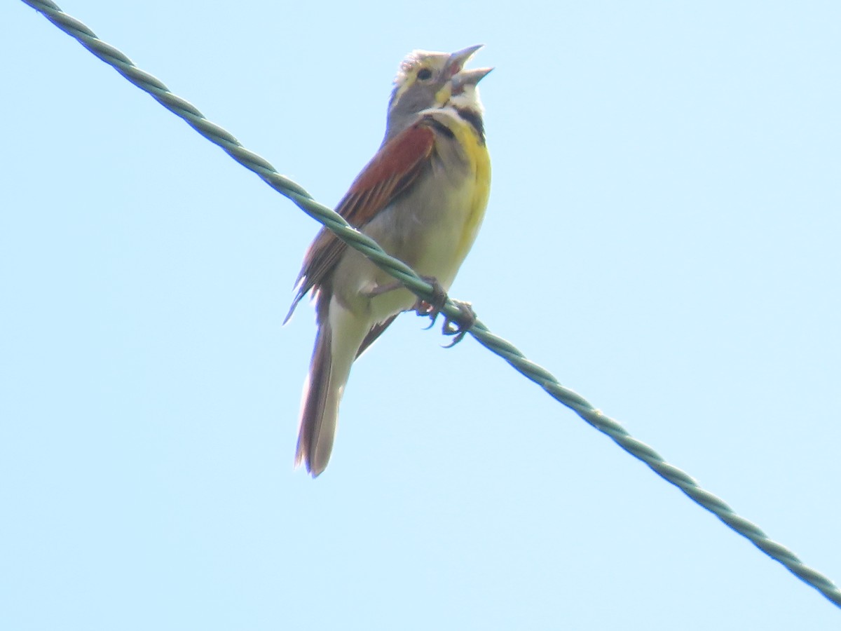 Dickcissel - ML620303664