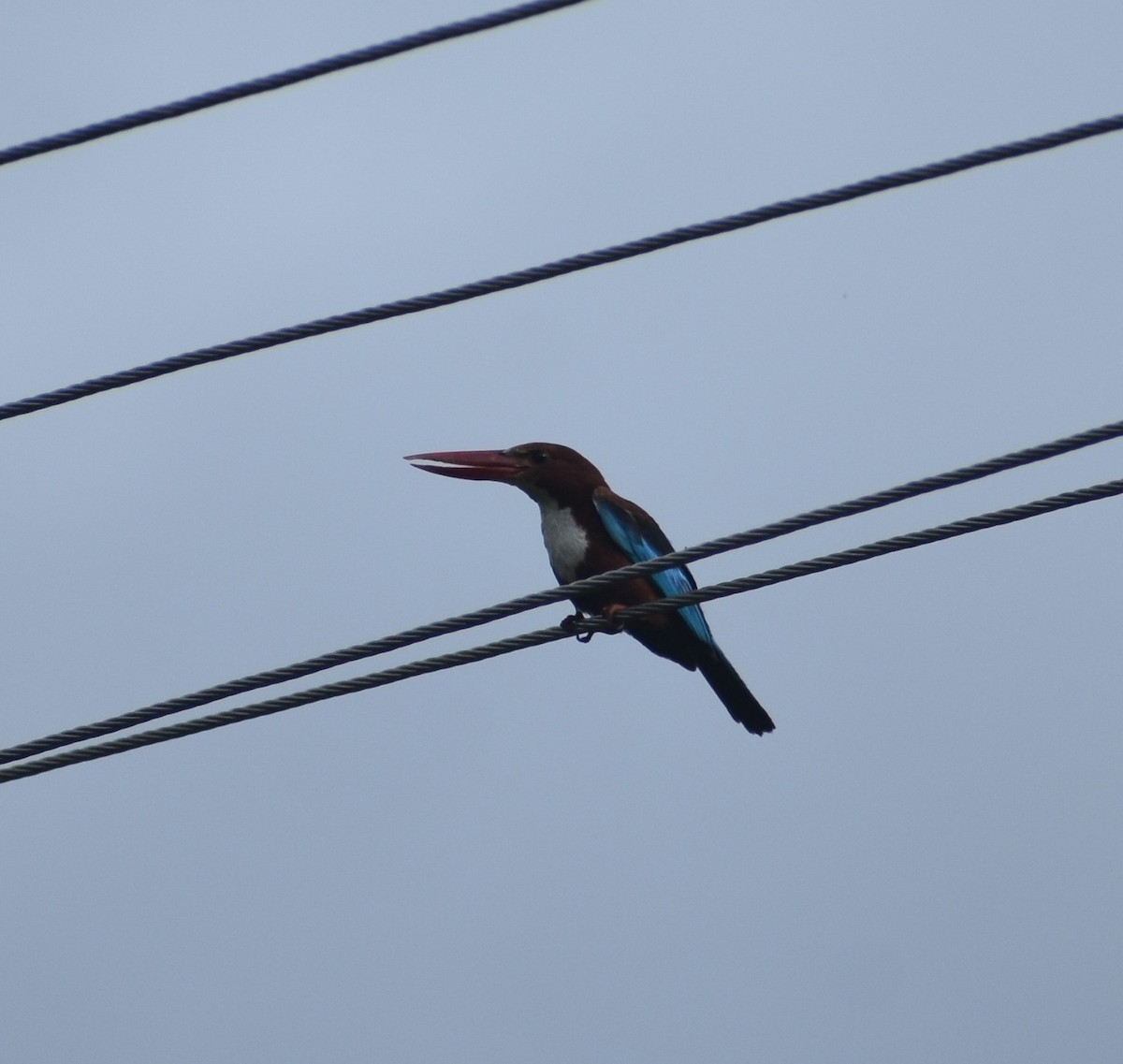 White-throated Kingfisher - ML620303667