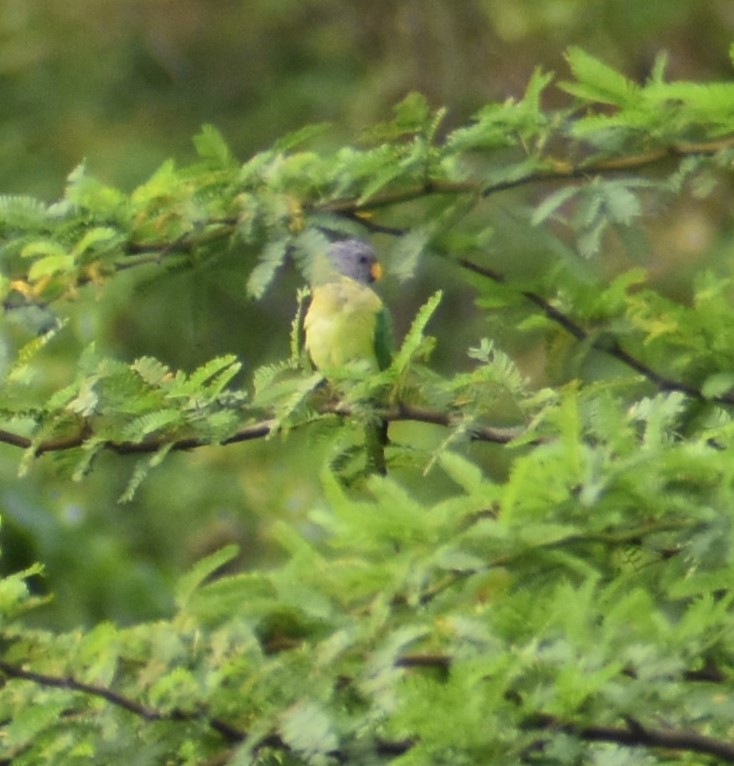 Plum-headed Parakeet - ML620303681