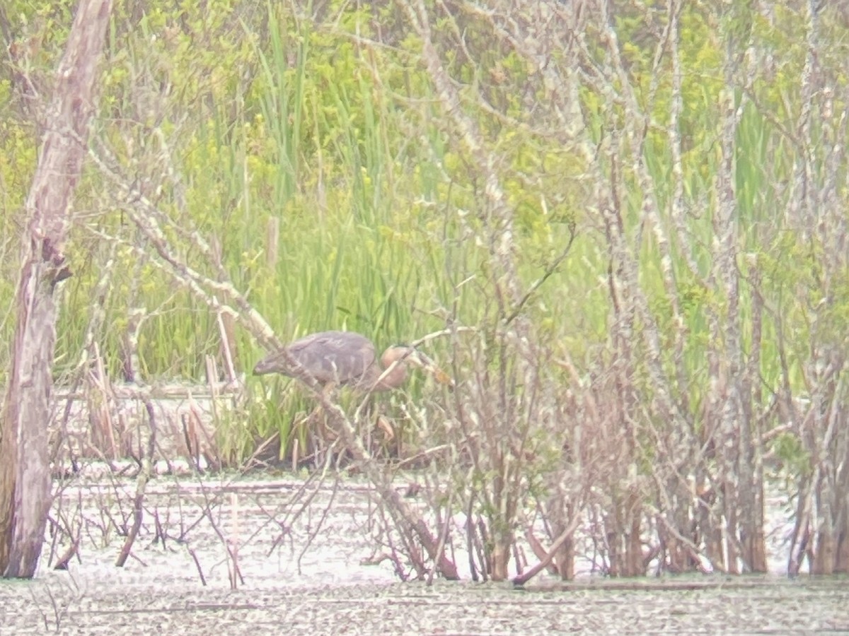 Great Blue Heron - ML620303683