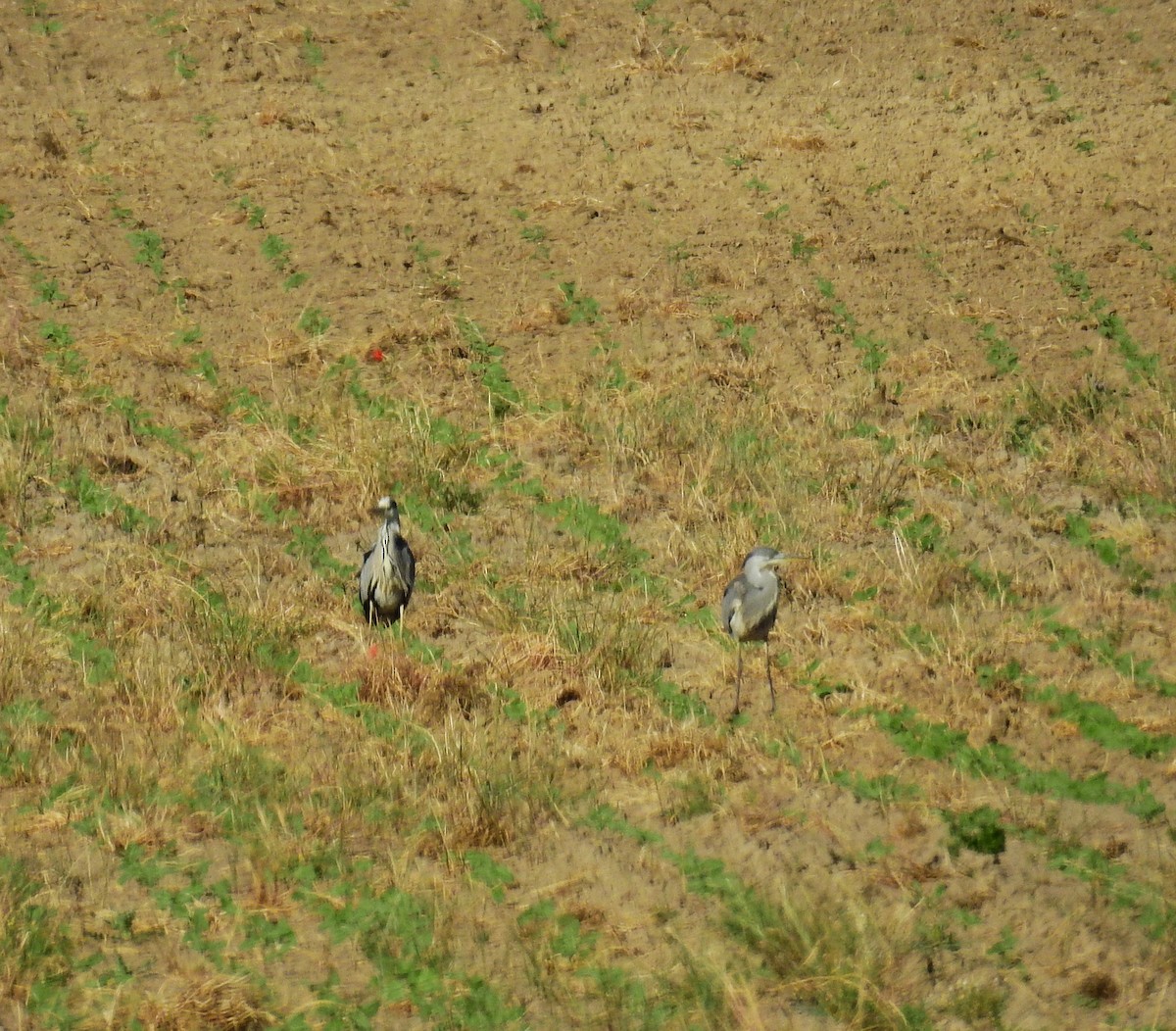 Gray Heron - ML620303684