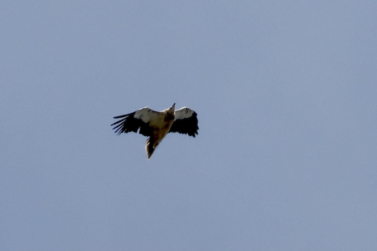 Egyptian Vulture - ML620303690