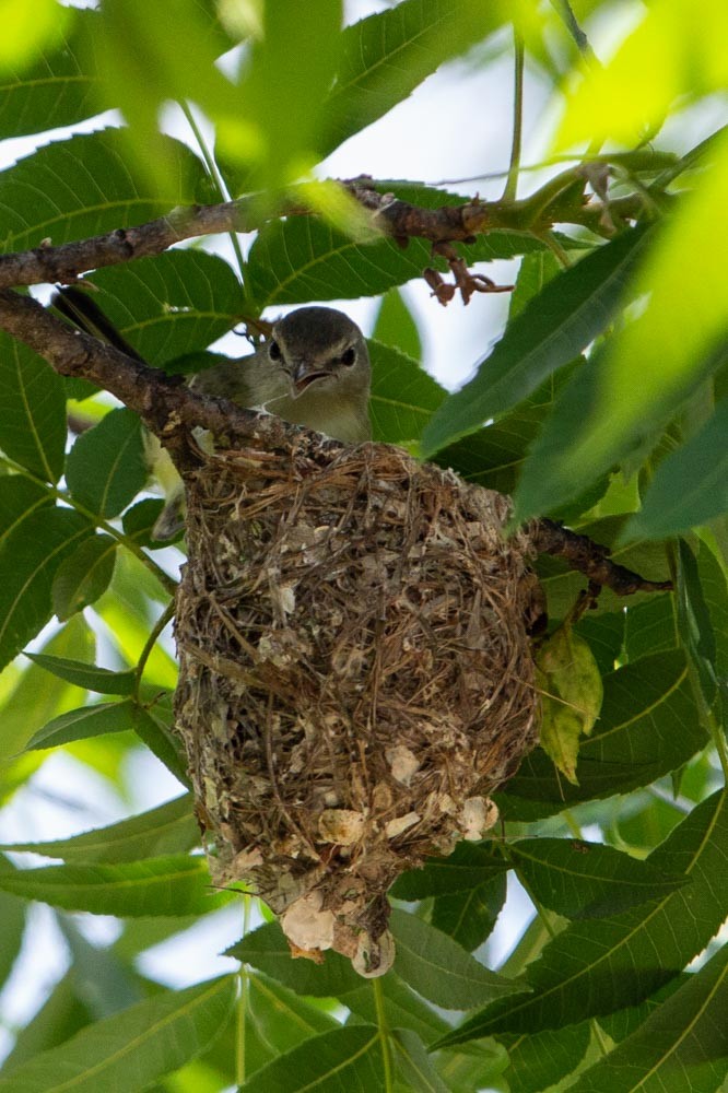 Bell's Vireo - ML620303696