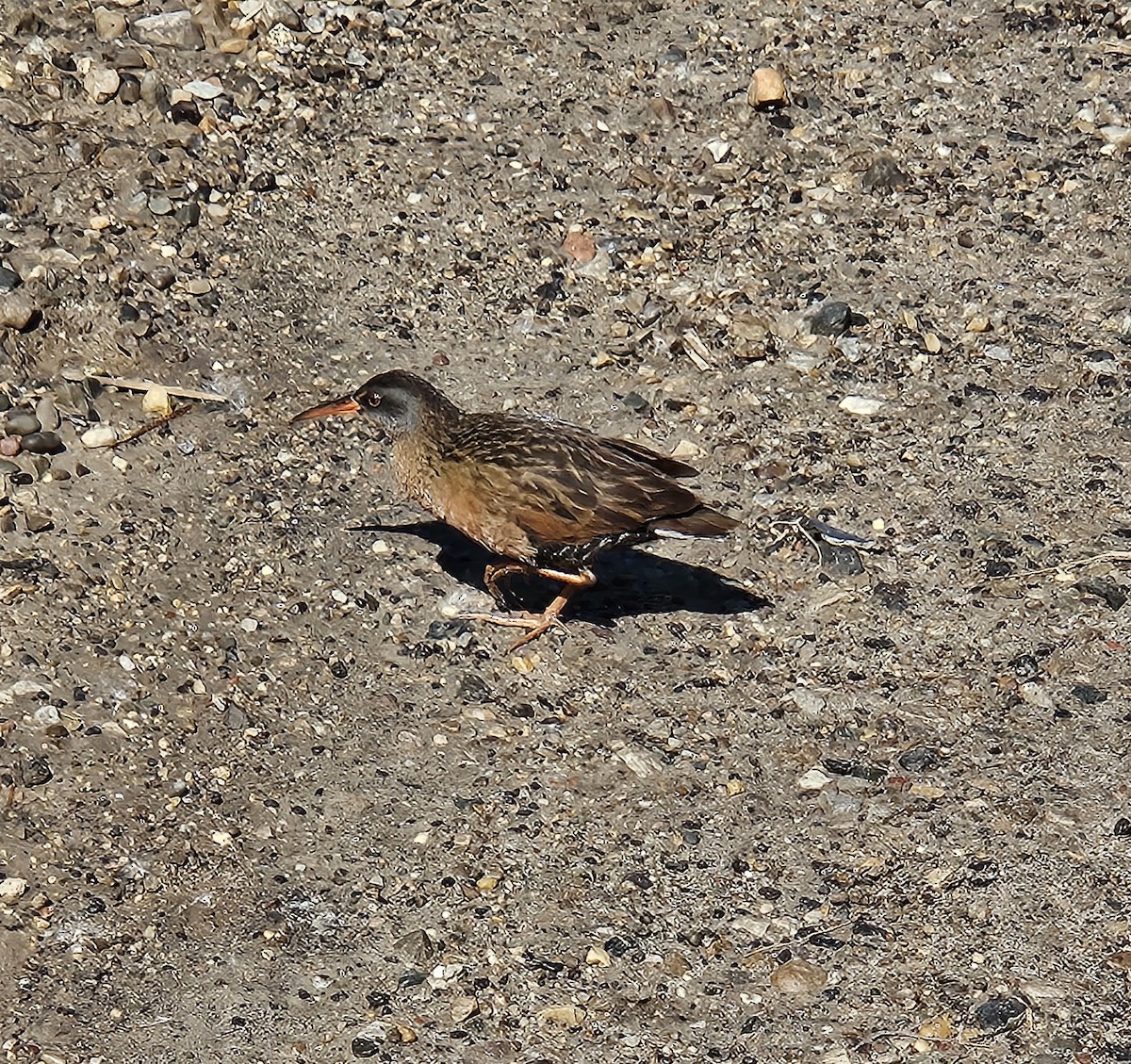 Virginia Rail - ML620303698