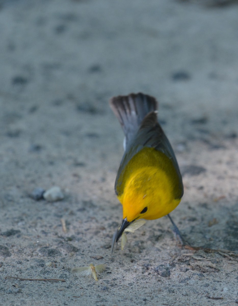 Prothonotary Warbler - ML620303700