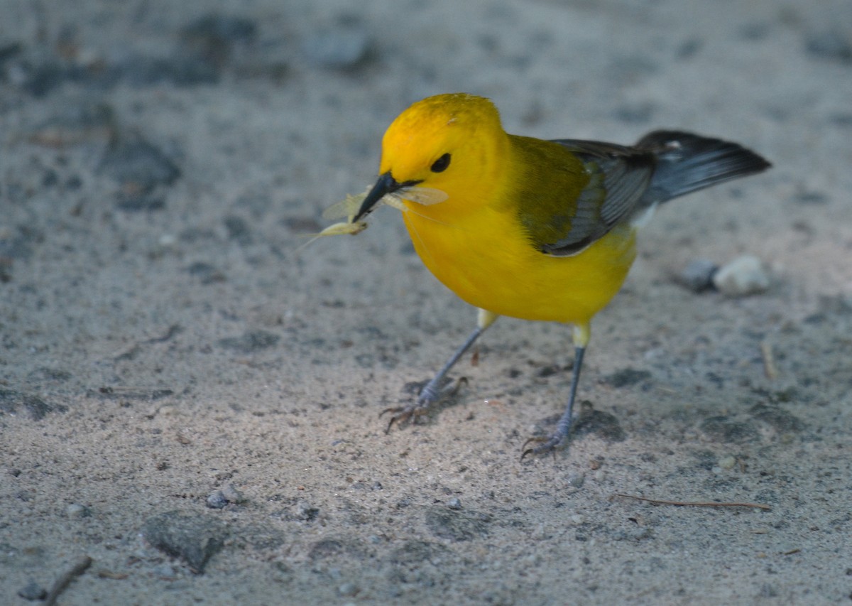 Prothonotary Warbler - ML620303701