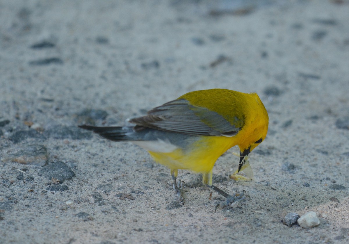 Prothonotary Warbler - ML620303702