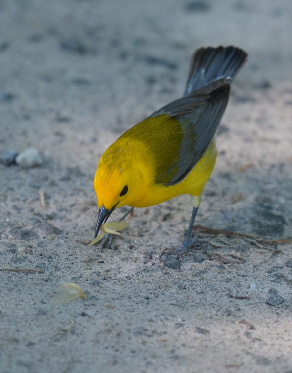 Prothonotary Warbler - ML620303703