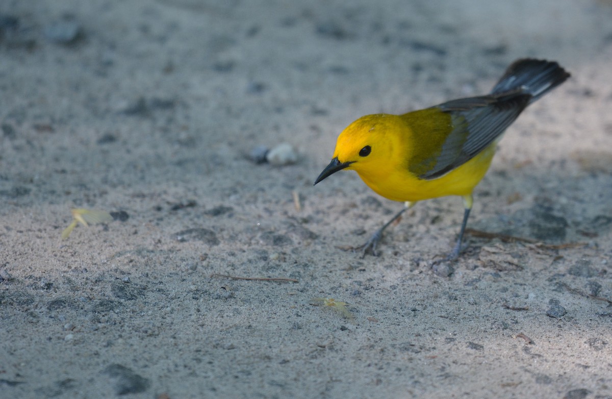 Prothonotary Warbler - ML620303704