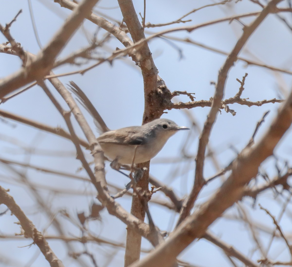 Black-capped Gnatcatcher - ML620303705