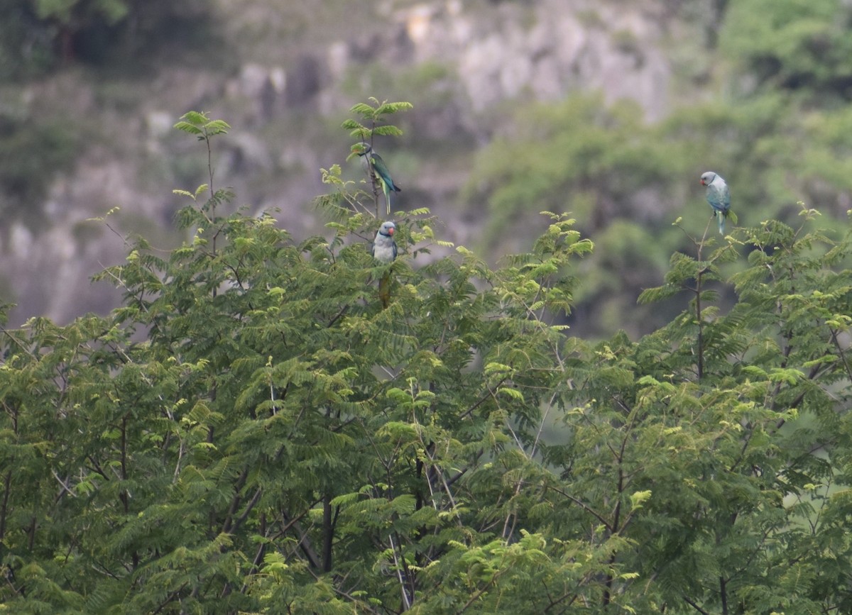 Malabar Parakeet - ML620303708