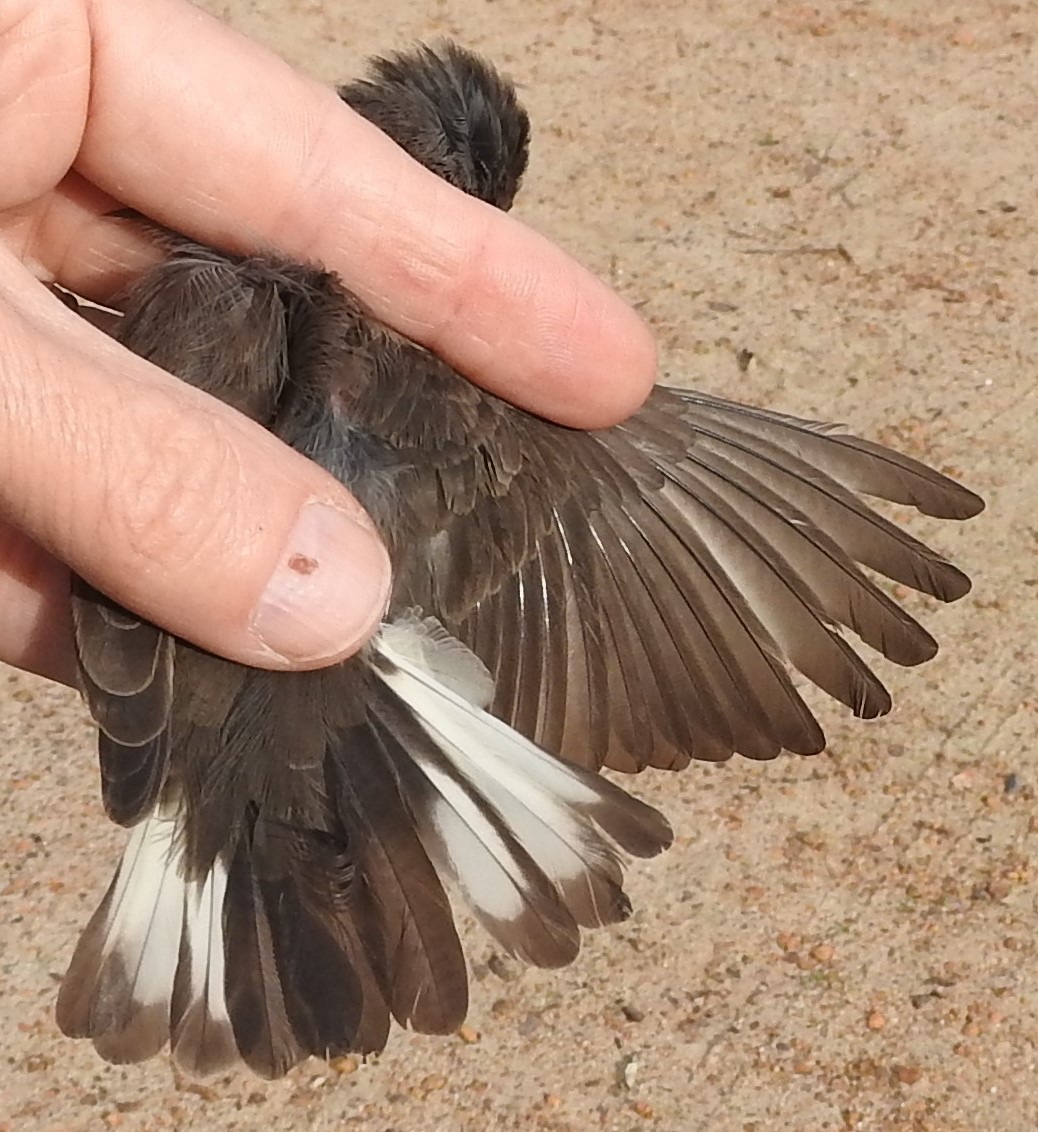 Wahlberg's Honeyguide - ML620303716