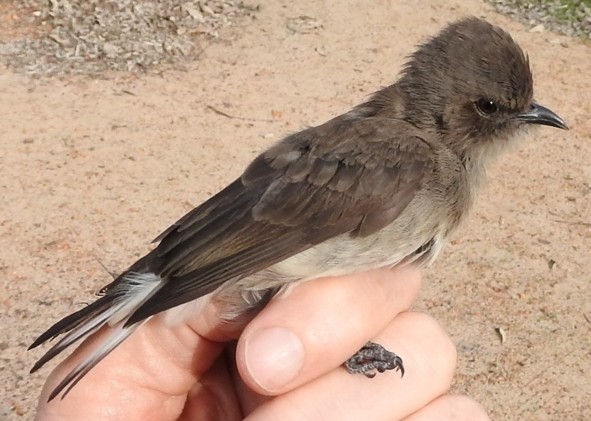 Wahlberg's Honeyguide - ML620303717