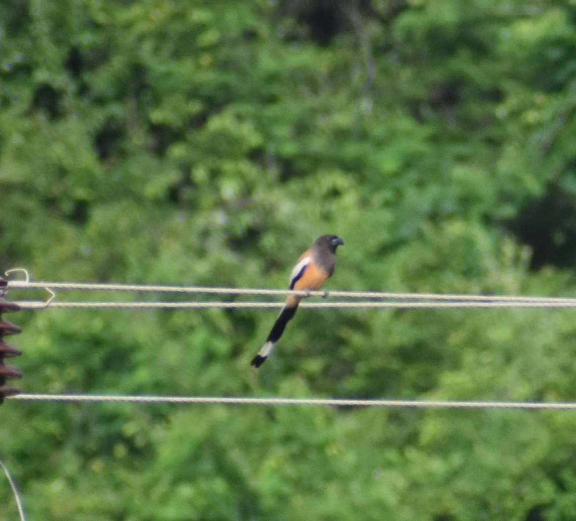 Rufous Treepie - ML620303718