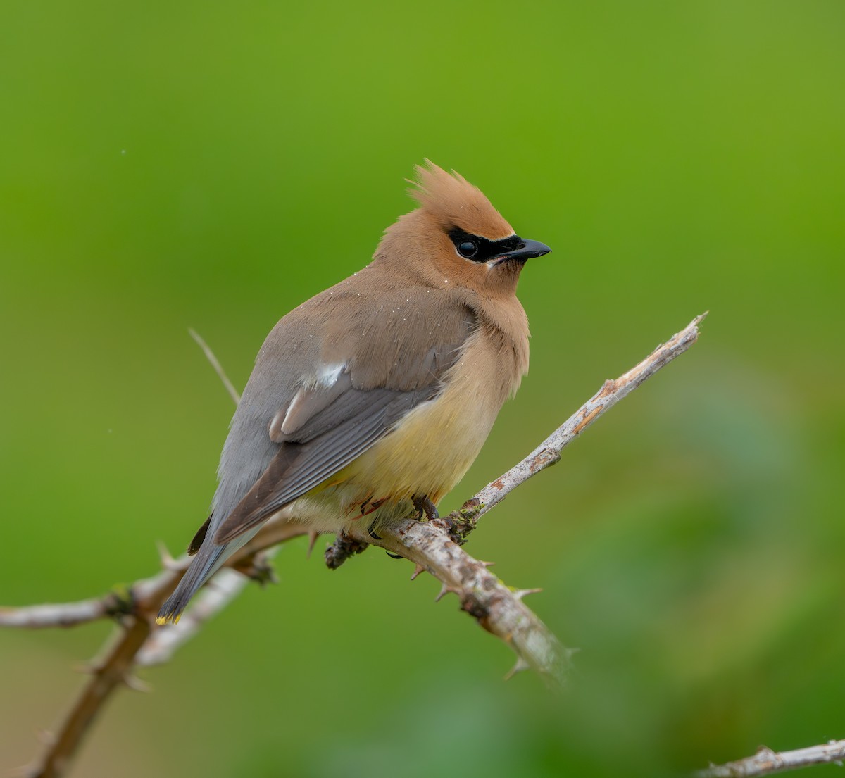 Cedar Waxwing - ML620303721