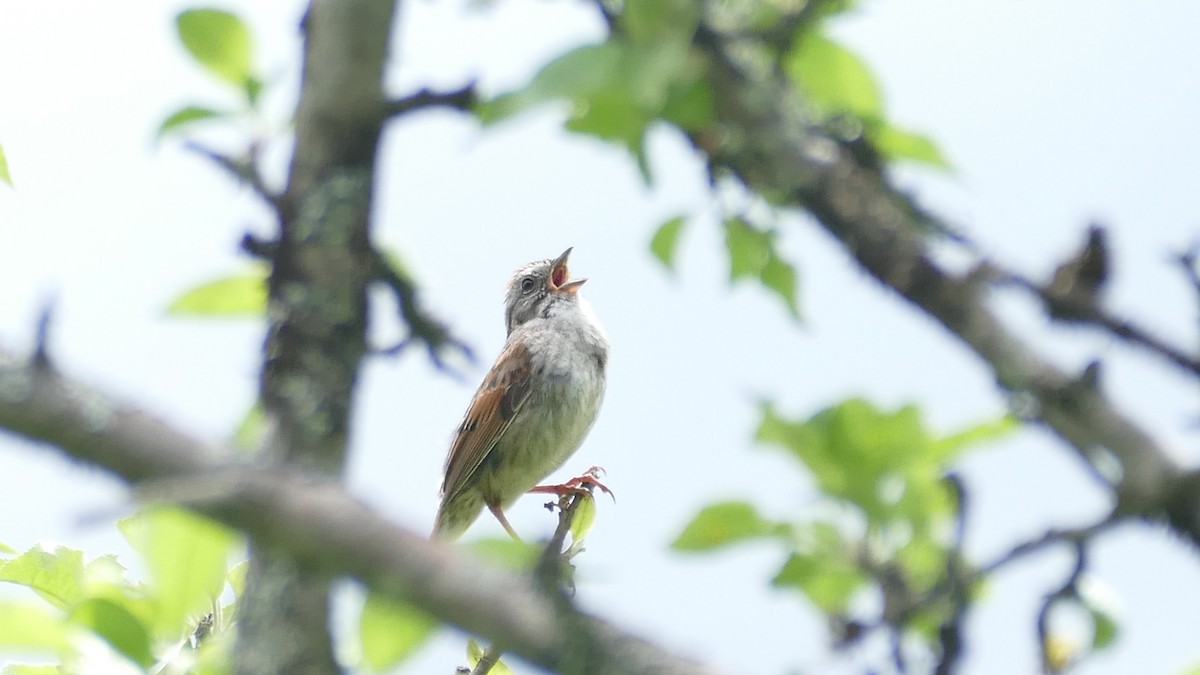 Swamp Sparrow - ML620303726