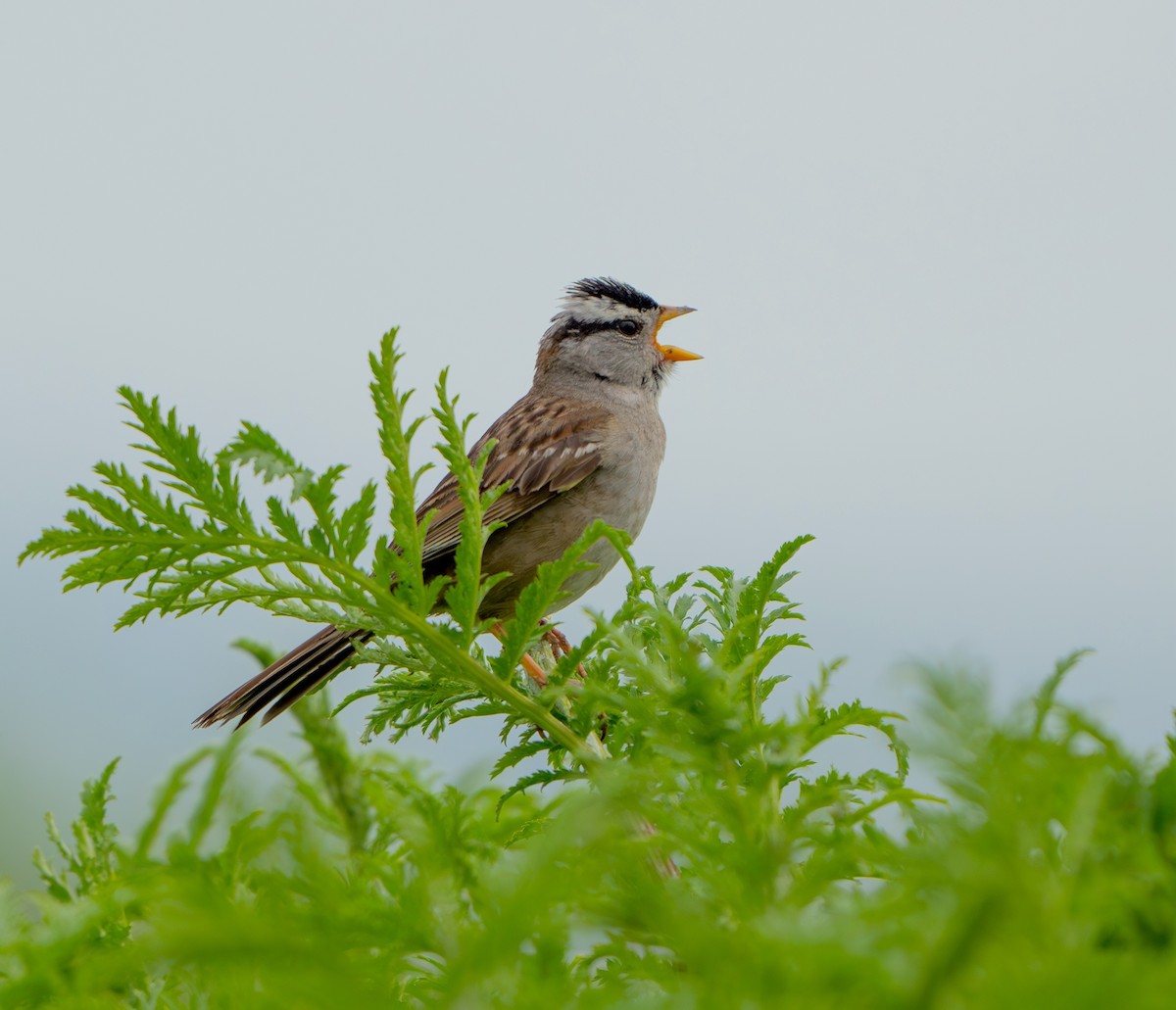 White-crowned Sparrow - ML620303727