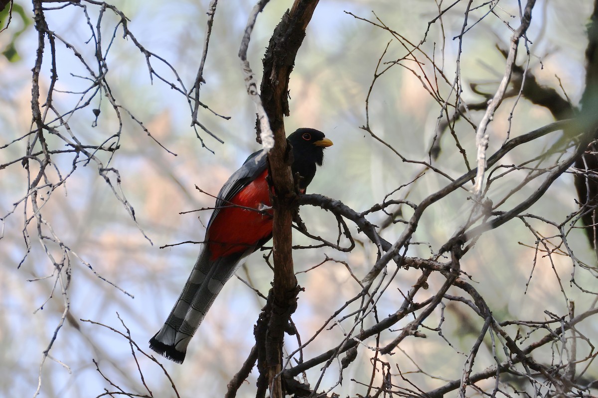 Trogon élégant (groupe ambiguus) - ML620303730