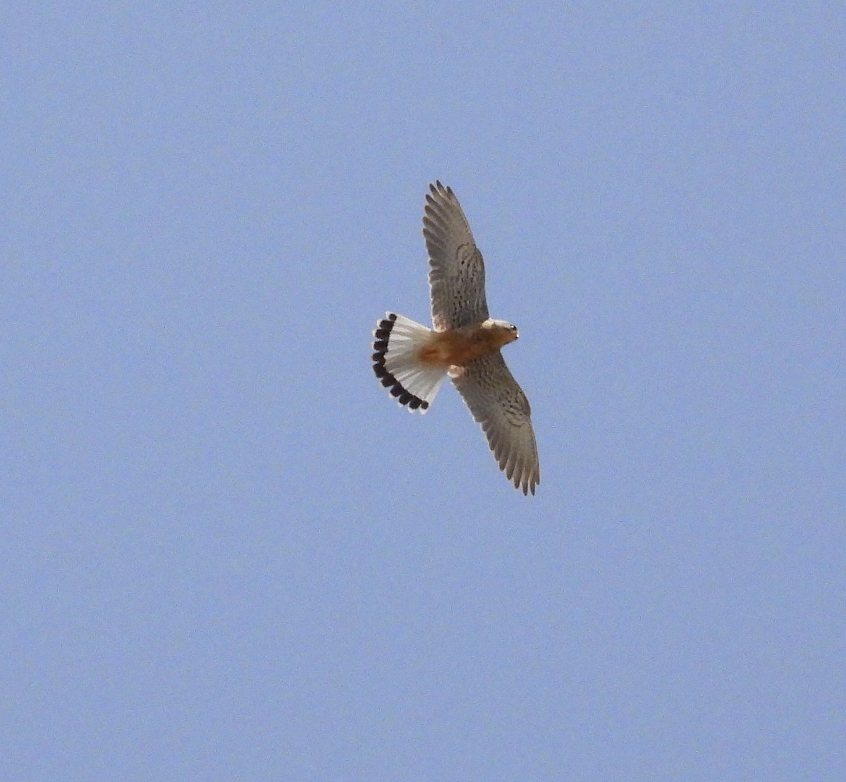 Lesser Kestrel - ML620303733