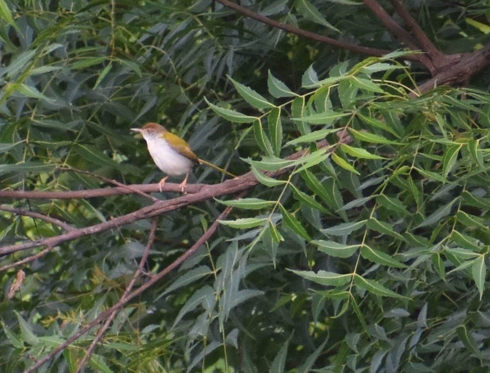 Common Tailorbird - ML620303735