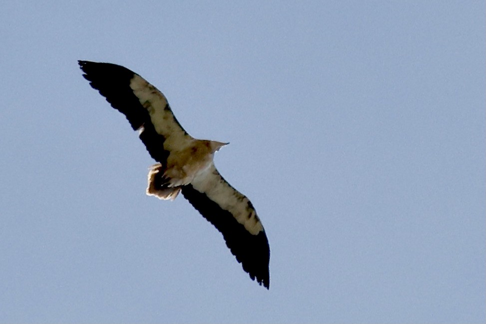 Egyptian Vulture - ML620303737