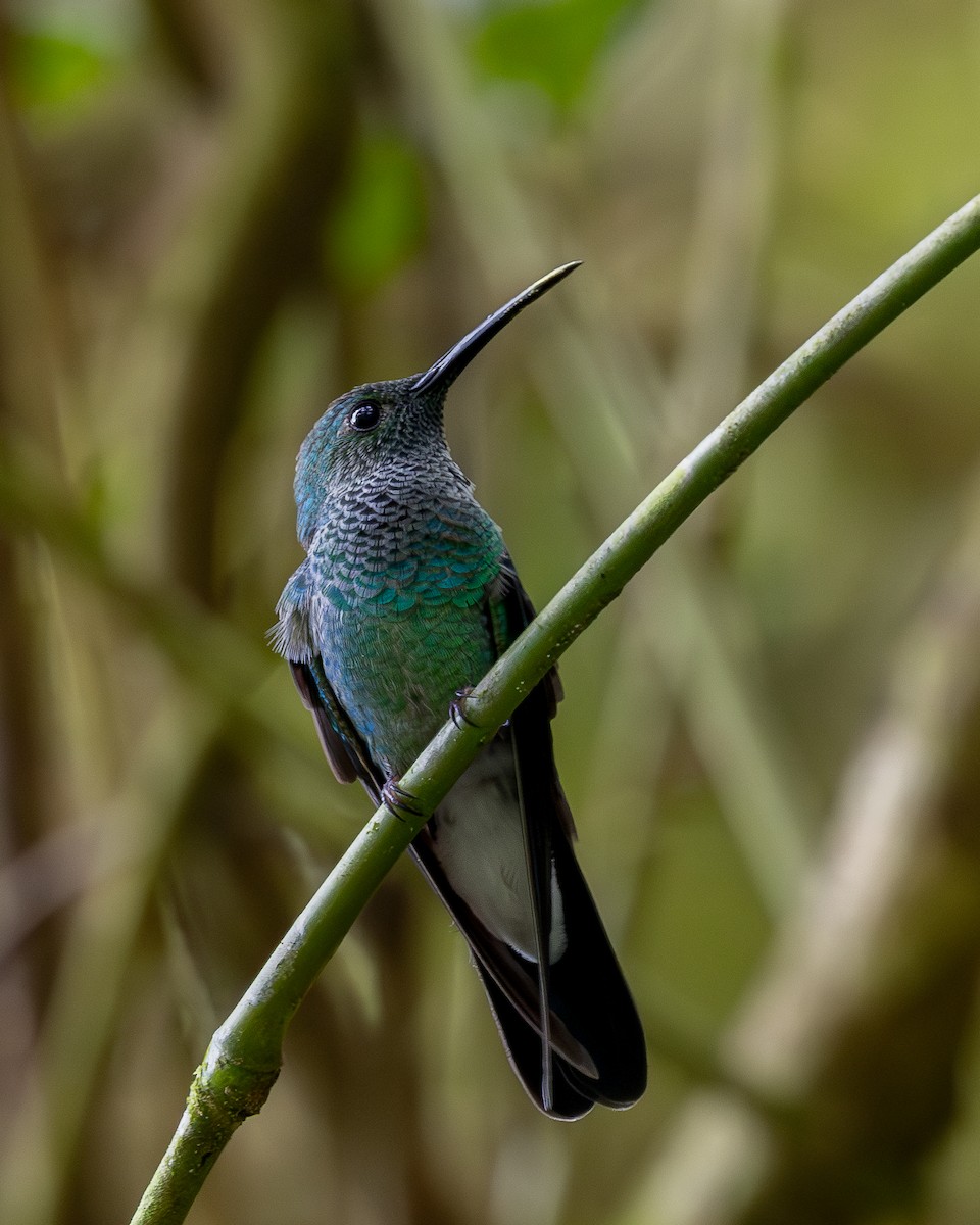 Colibrí de Buffon - ML620303740