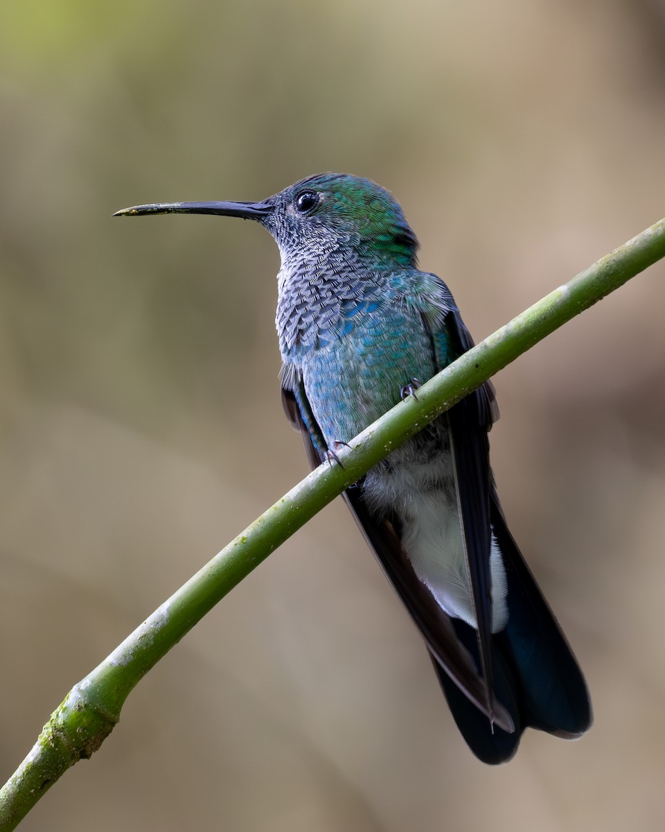 Colibrí de Buffon - ML620303741