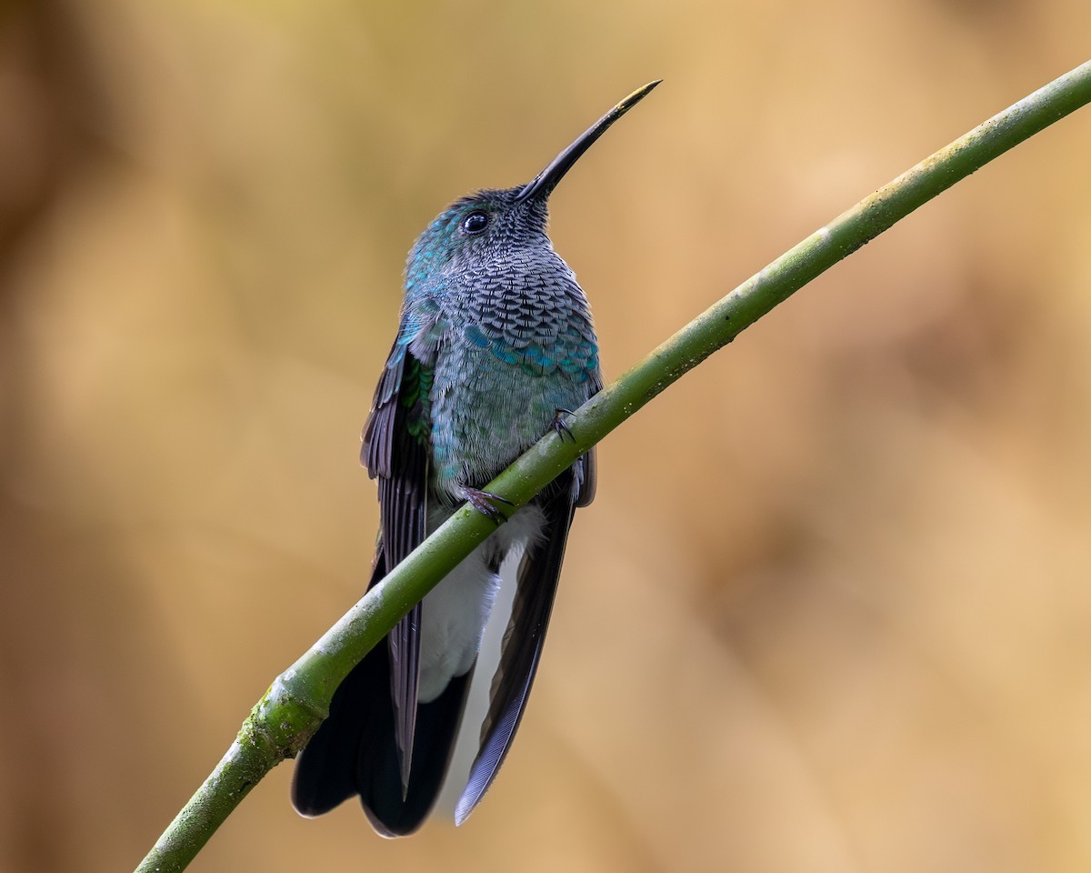 Colibrí de Buffon - ML620303742