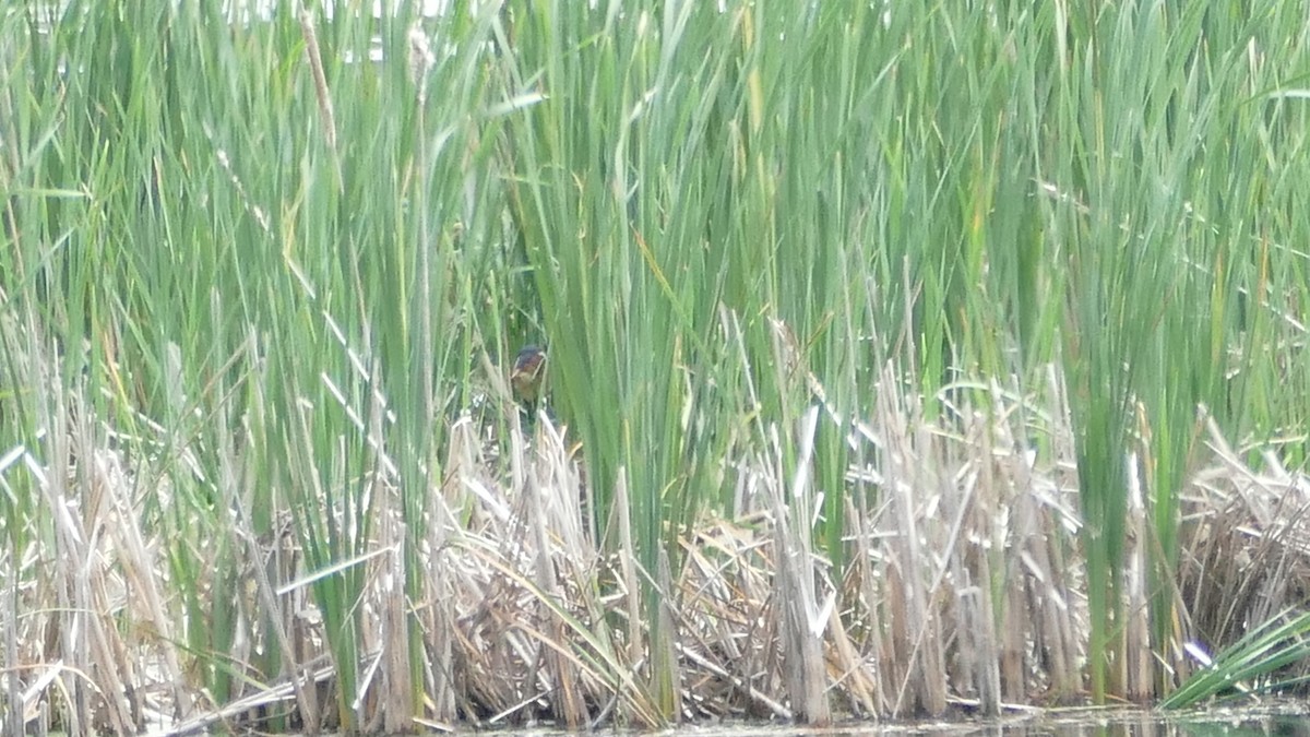 Least Bittern - Avery Fish