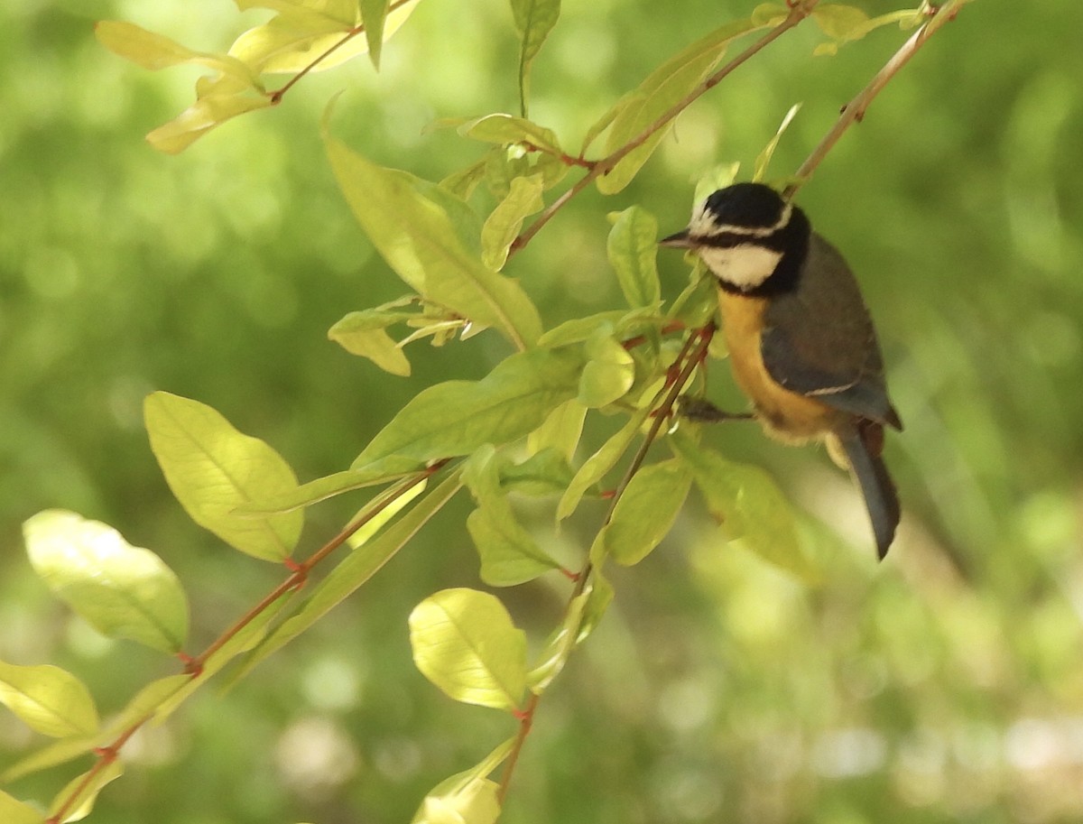 African Blue Tit - ML620303747