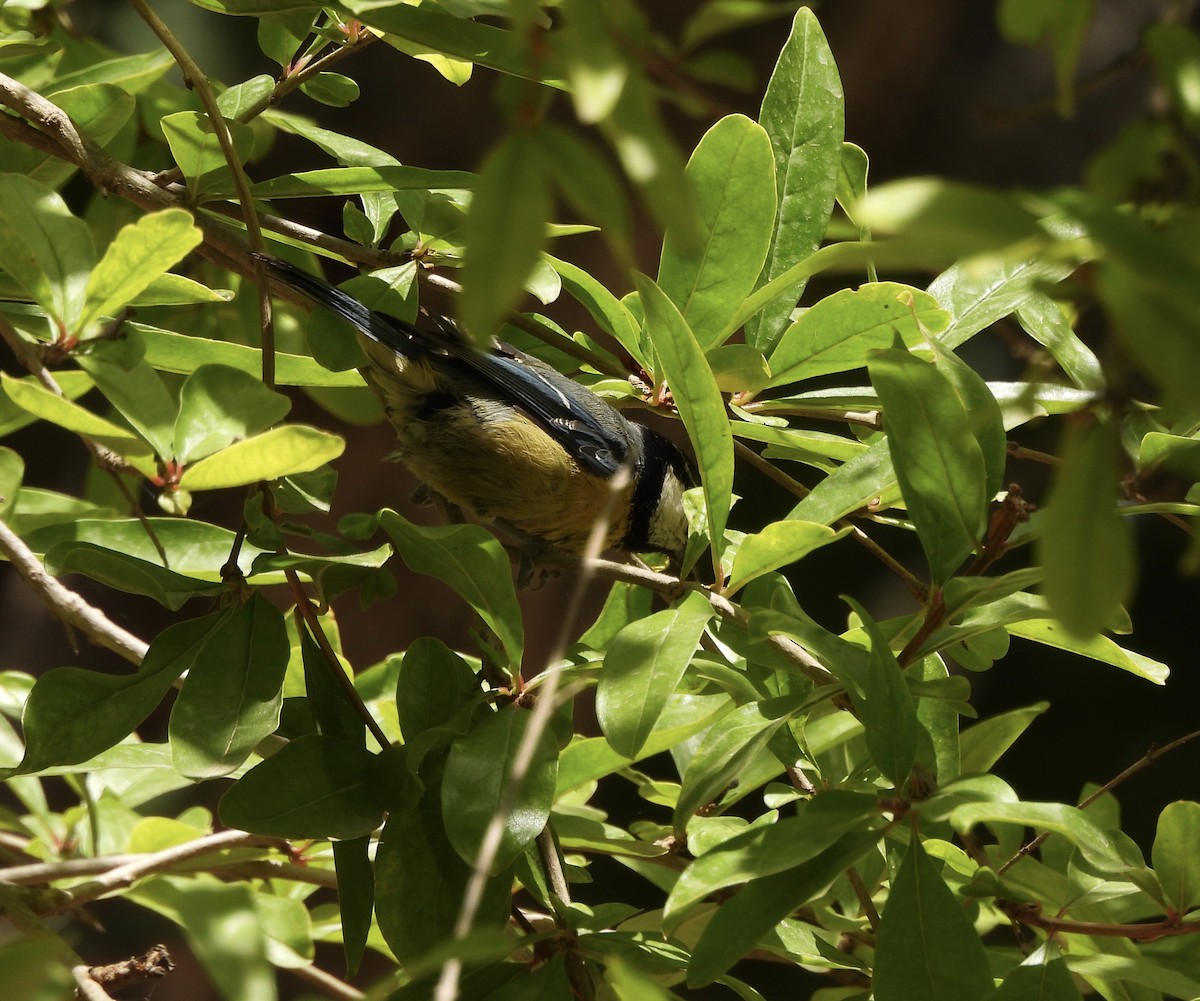 African Blue Tit - ML620303748