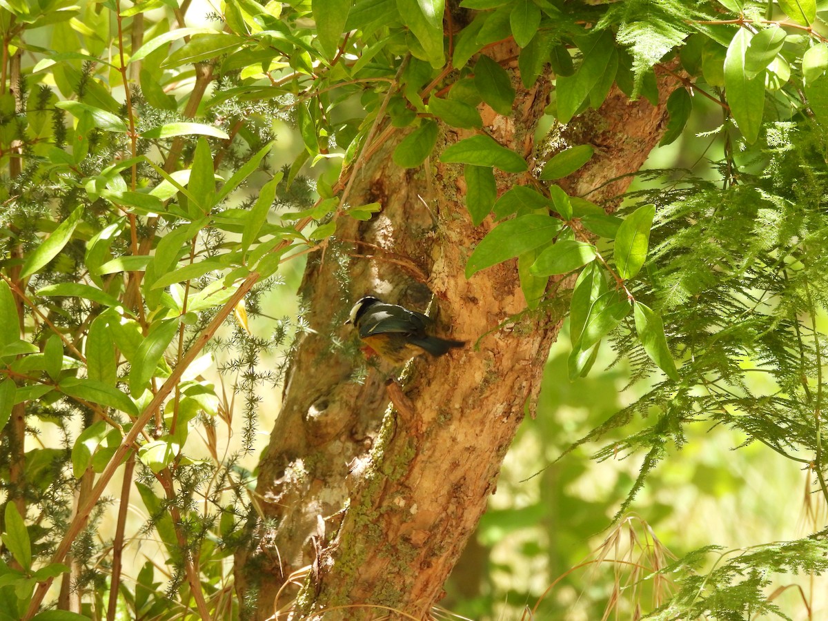 African Blue Tit - ML620303751