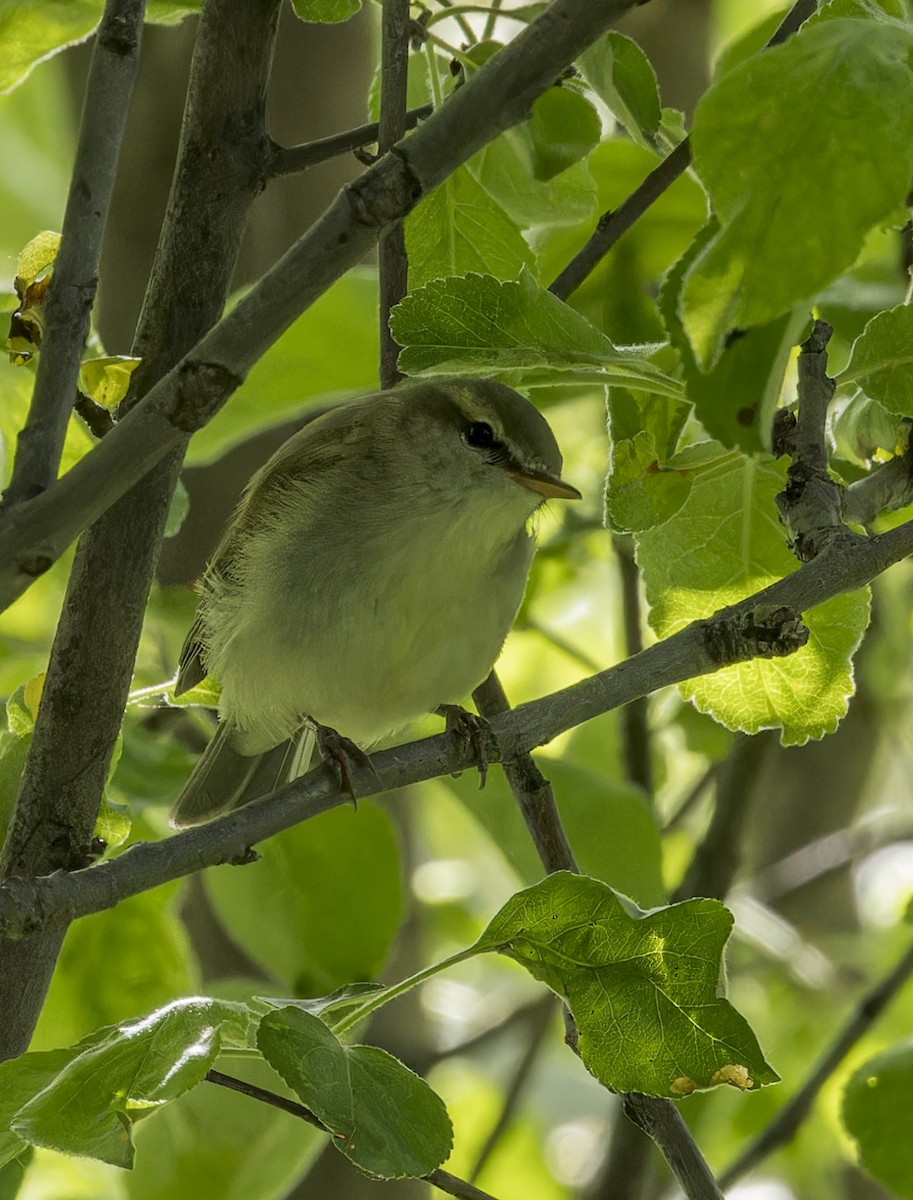 Hume's Warbler - ML620303752