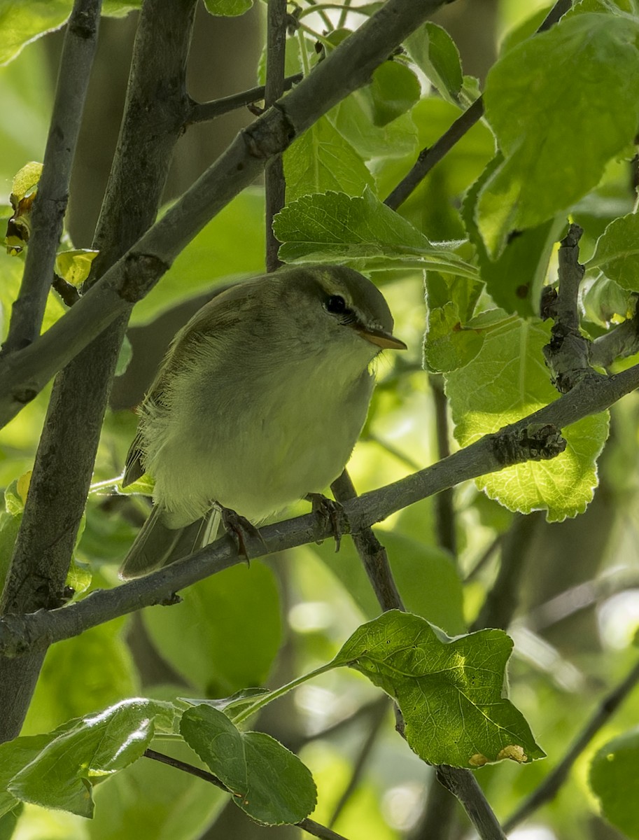 Mosquitero de Hume - ML620303752