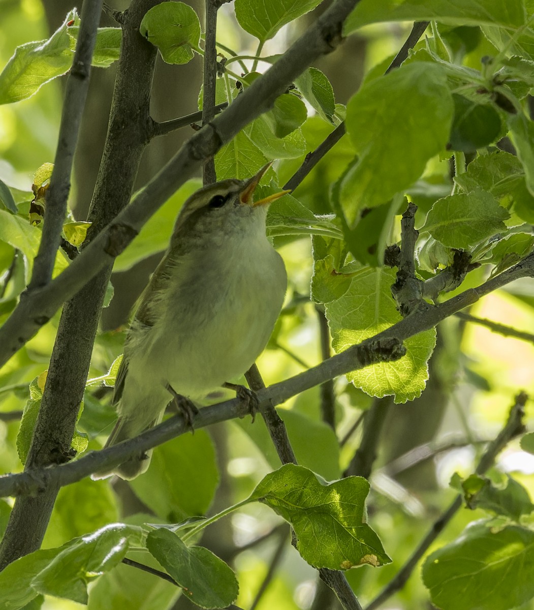 Hume's Warbler - ML620303753