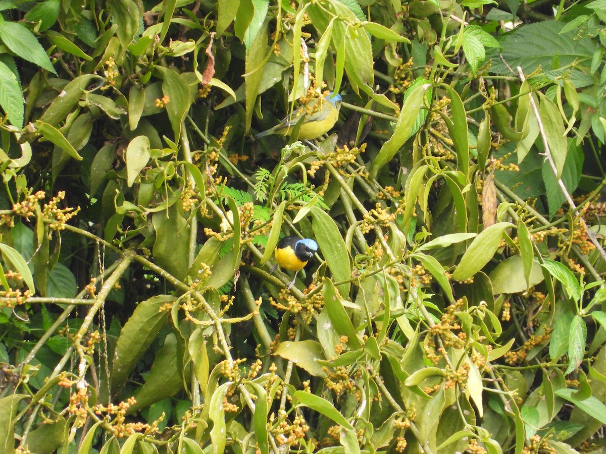 Golden-rumped Euphonia - ML620303760