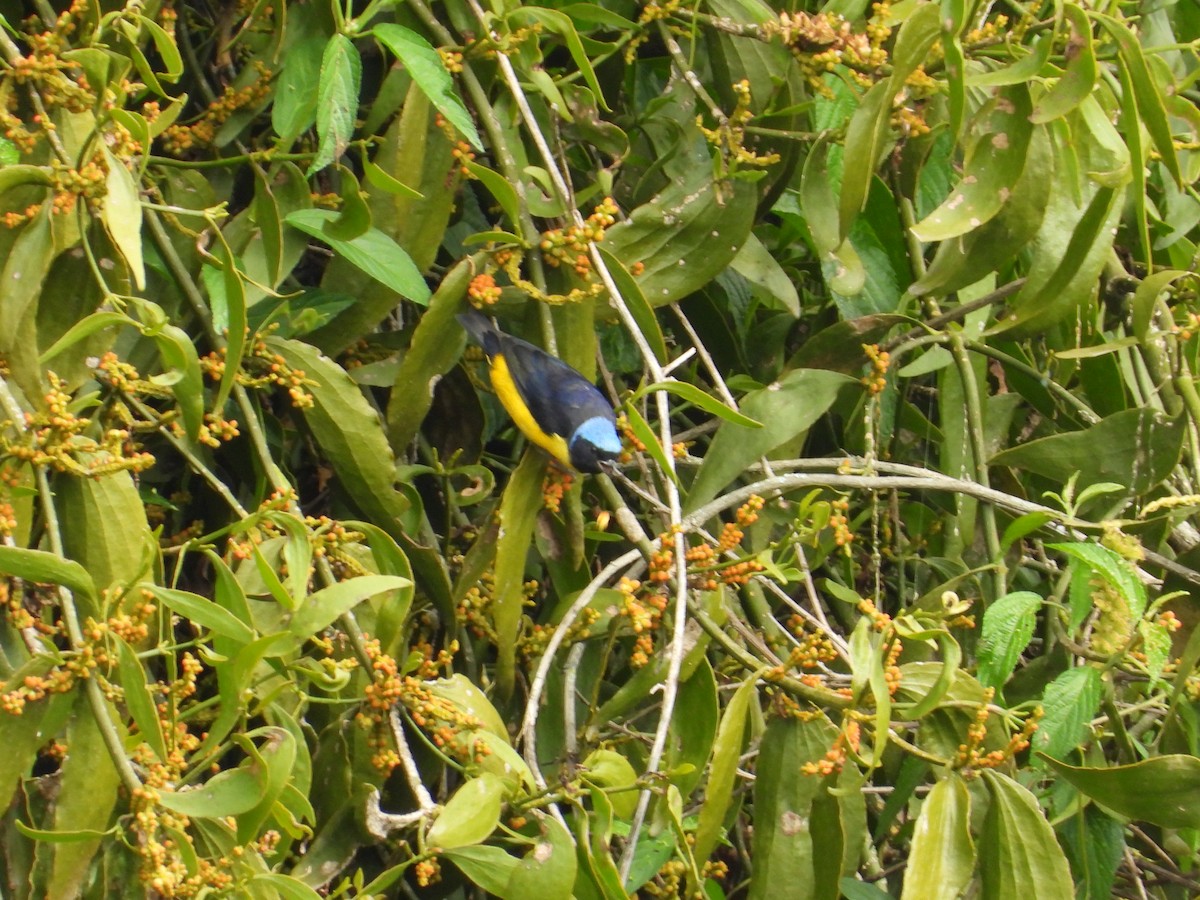 Golden-rumped Euphonia - ML620303763