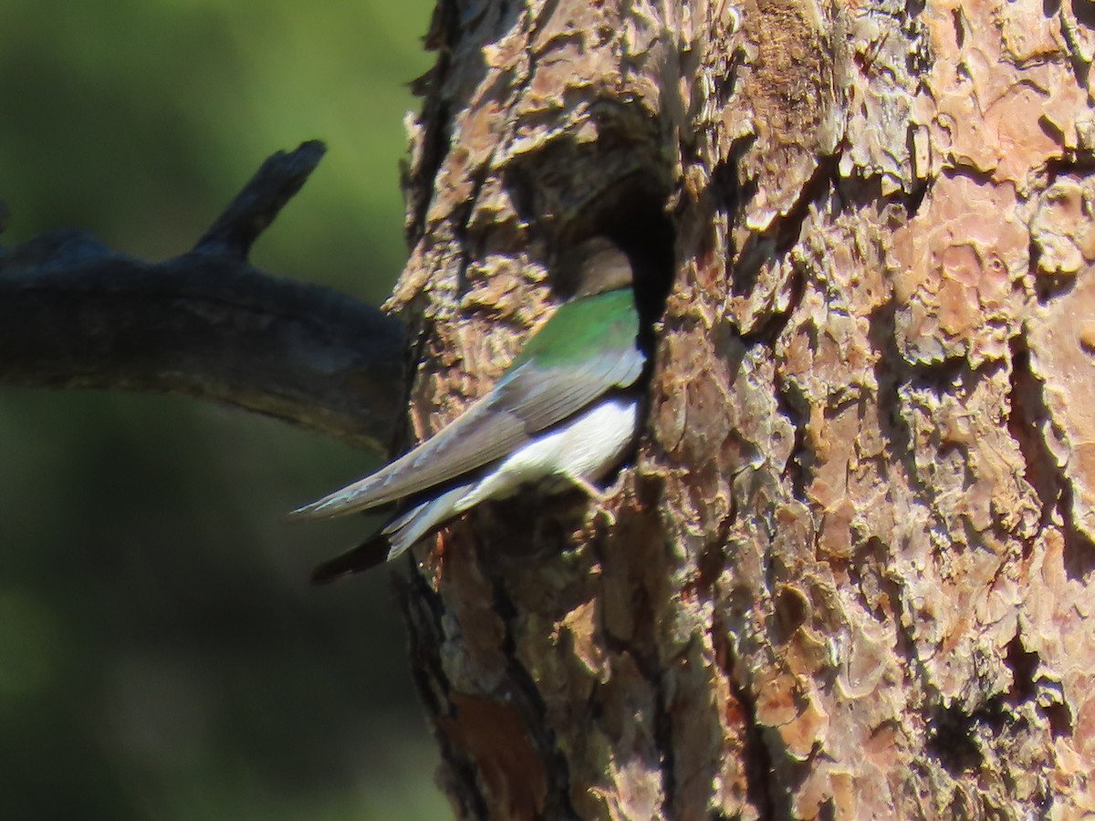 Golondrina Verdemar - ML620303769