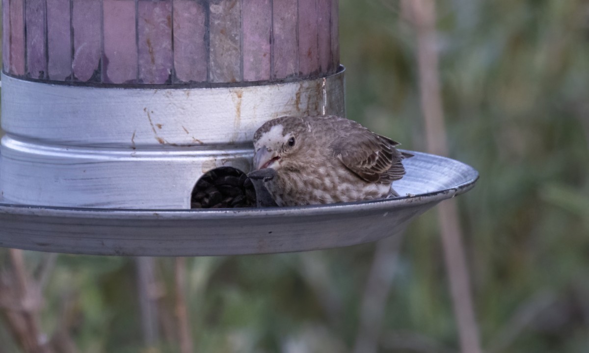 House Finch - ML620303774