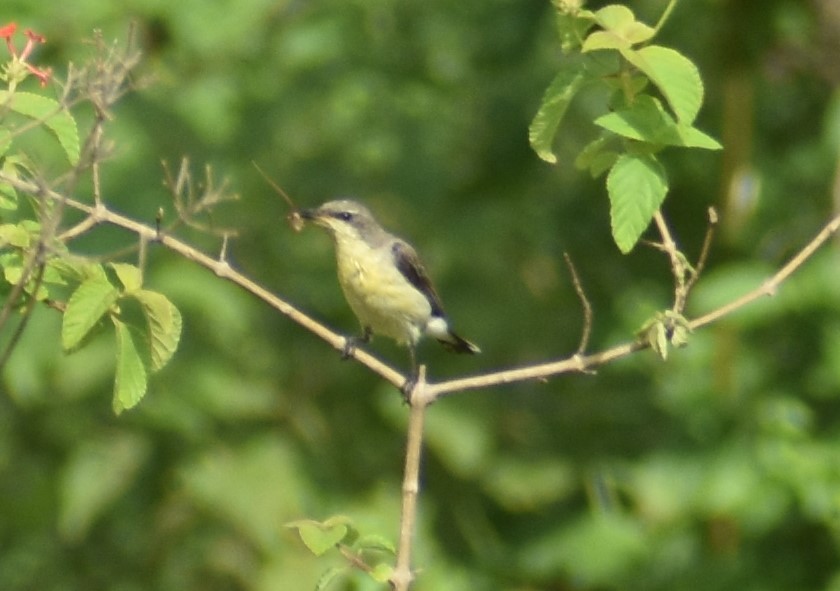 Purple Sunbird - Naveen Kumar S