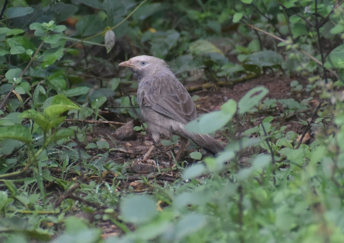 Yellow-billed Babbler - ML620303802