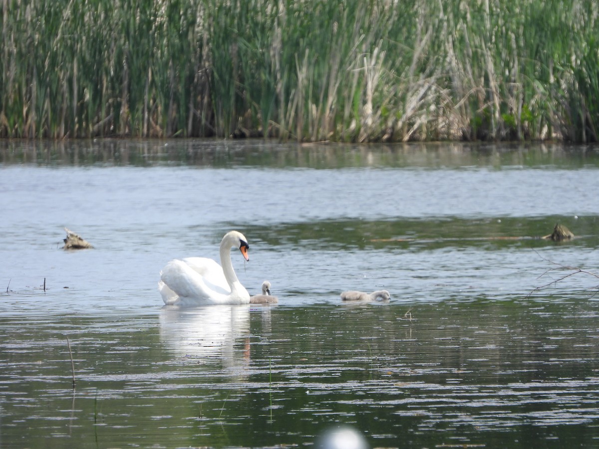 Cygne tuberculé - ML620303805