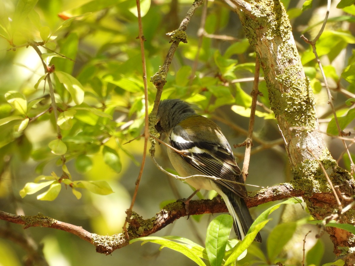 Common Chaffinch - ML620303807