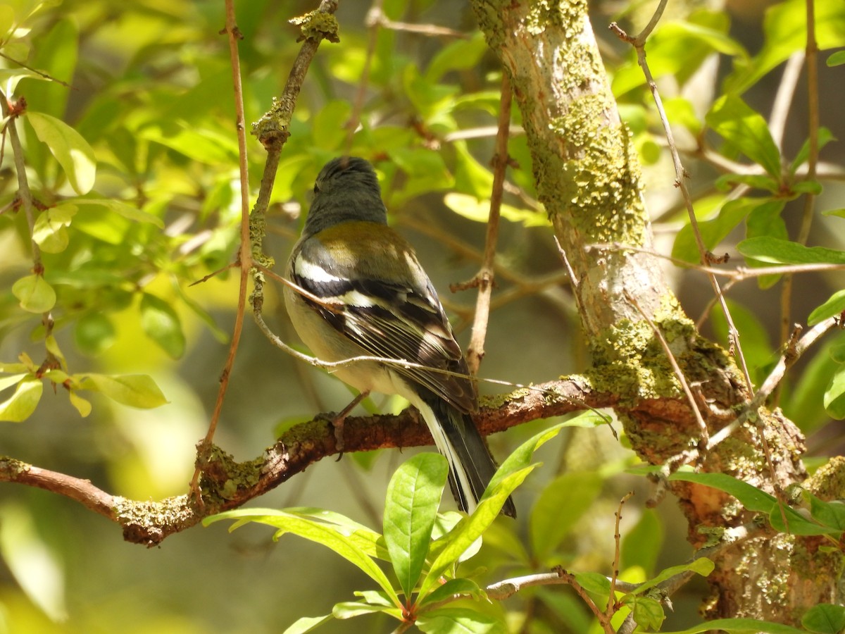 Common Chaffinch - ML620303809