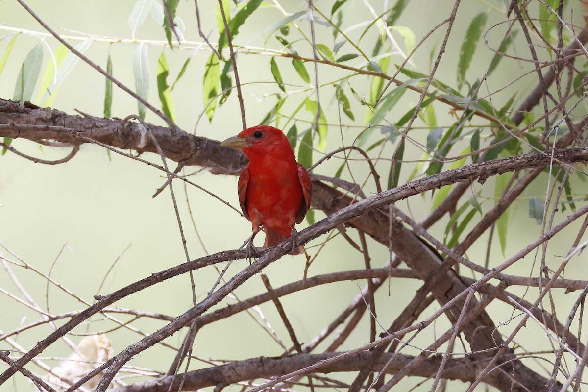 Summer Tanager - ML620303815