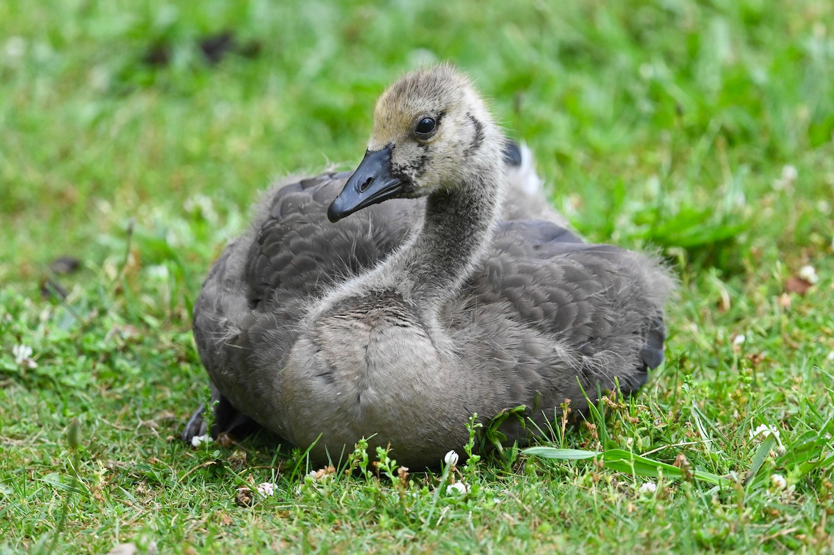 Canada Goose - ML620303822